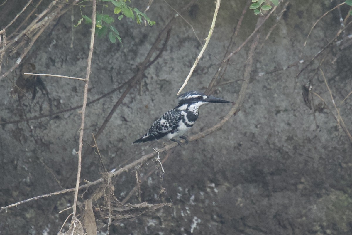 Pied Kingfisher - ML646624502