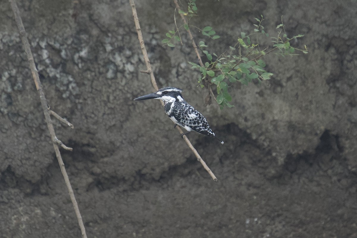 Pied Kingfisher - ML646624503