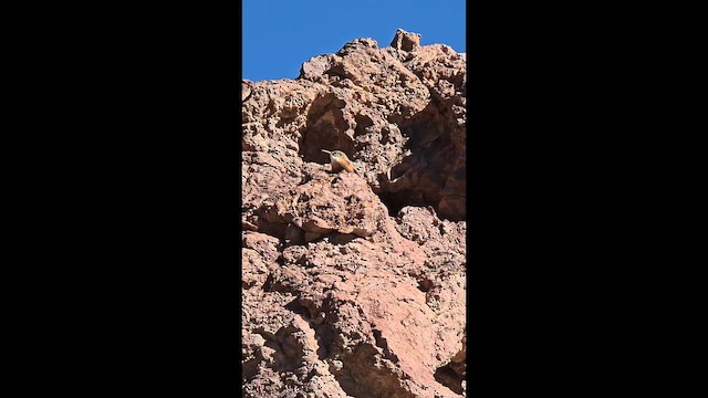 Орішець каньйоновий - ML646624504