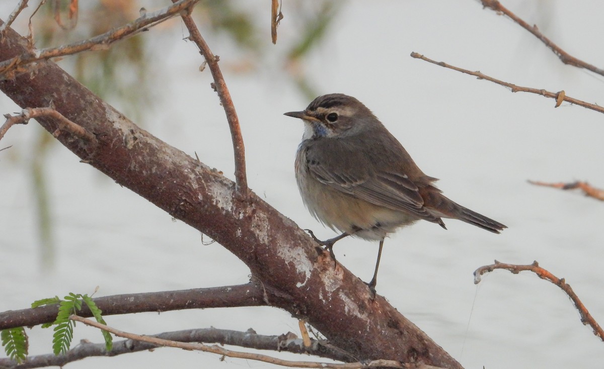 Mavigerdan - ML646624505