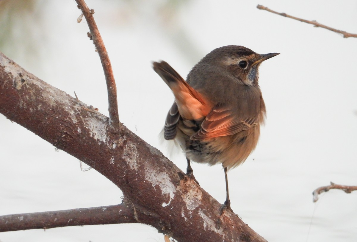 Mavigerdan - ML646624506