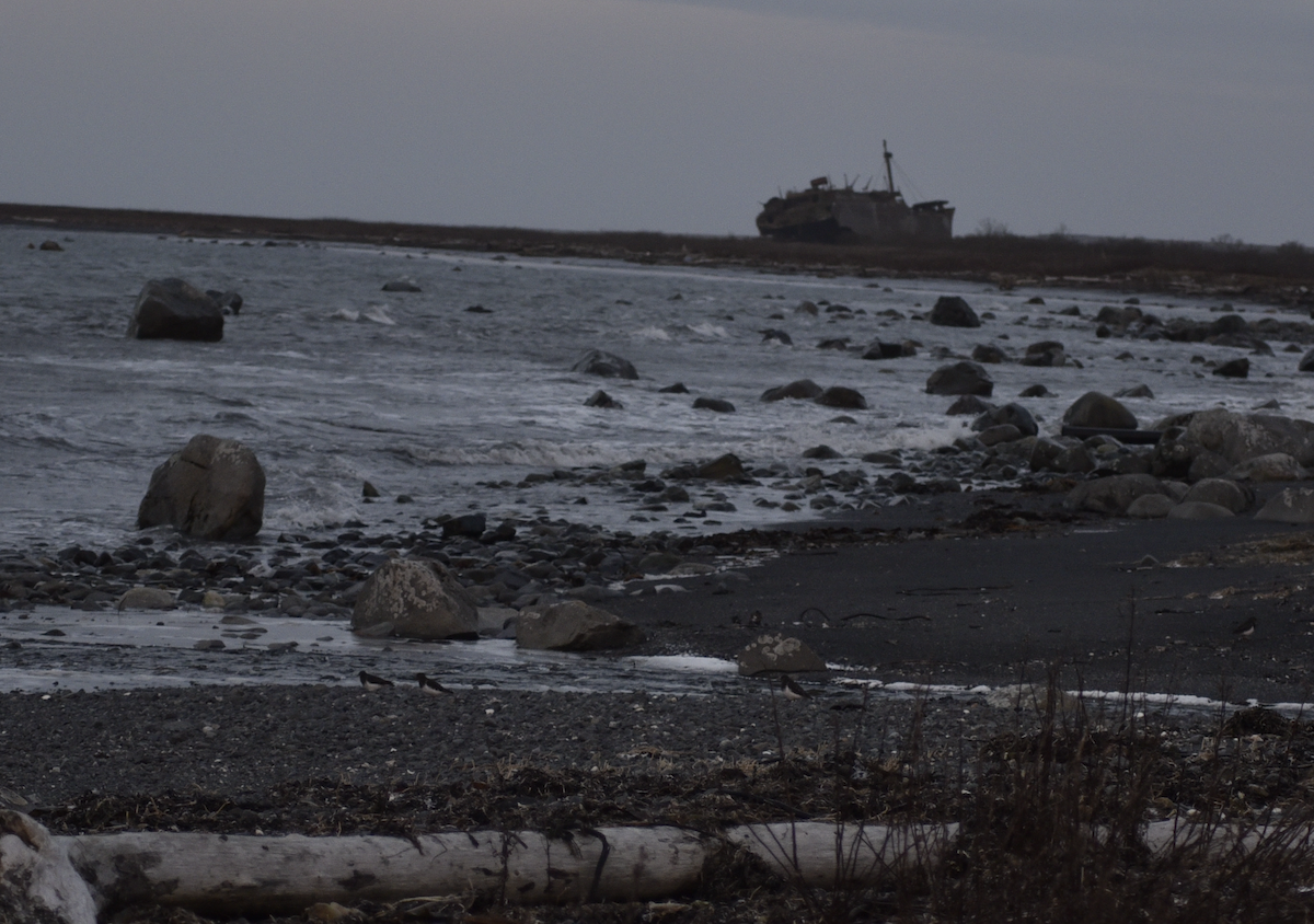 Kara Taşçeviren - ML646624507