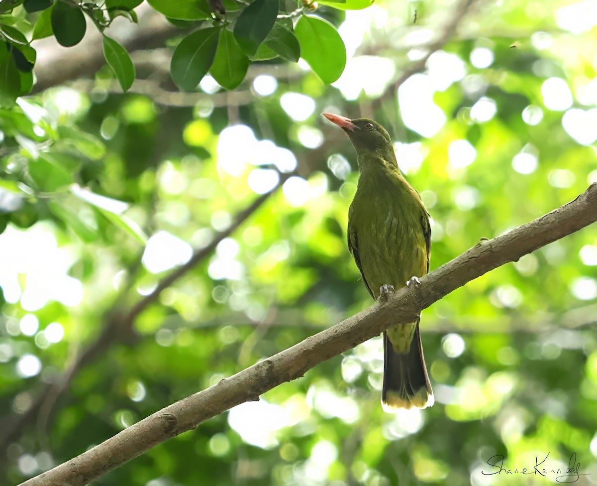 Green Oriole - ML646624508