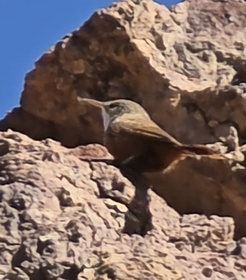 Canyon Wren - ML646624509