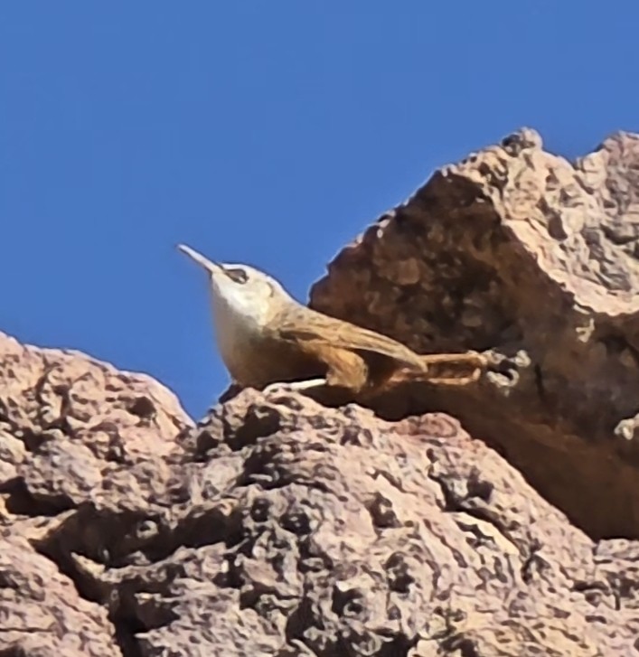 Canyon Wren - ML646624510