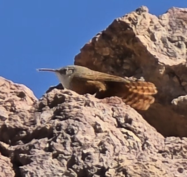 Canyon Wren - ML646624511
