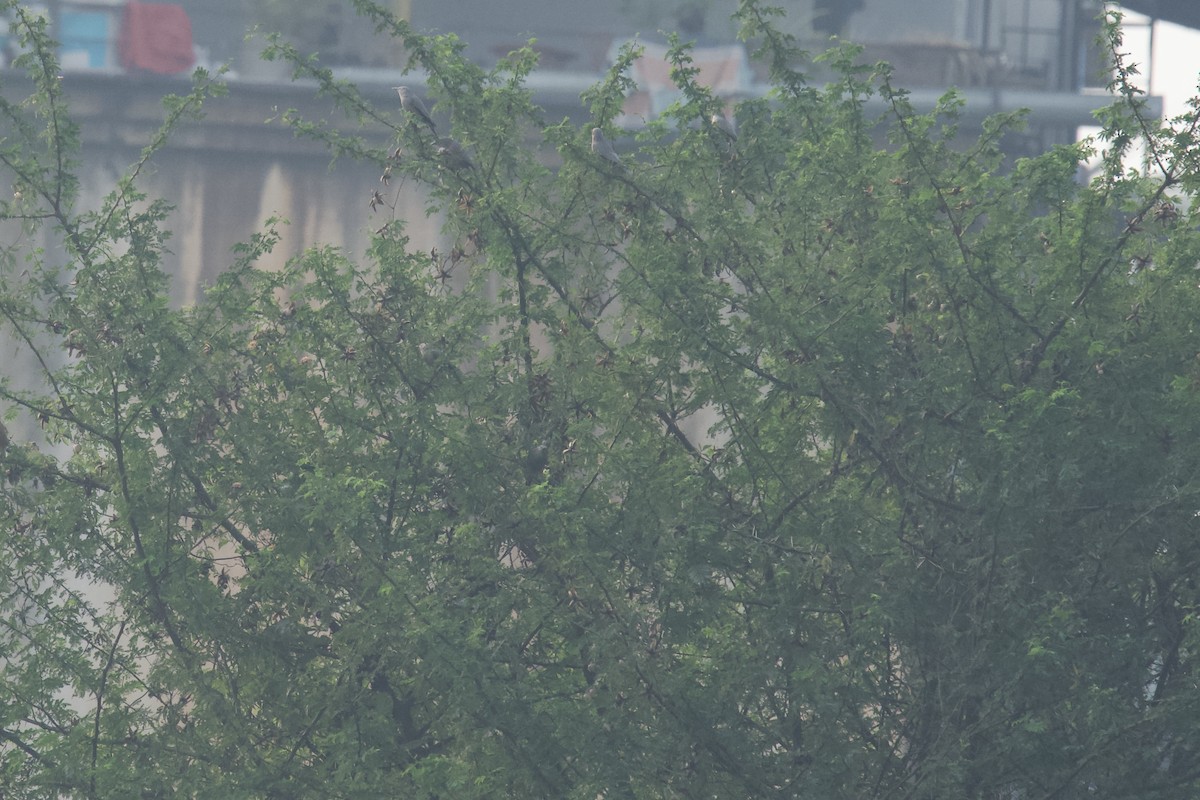 Chestnut-tailed Starling - ML646624512