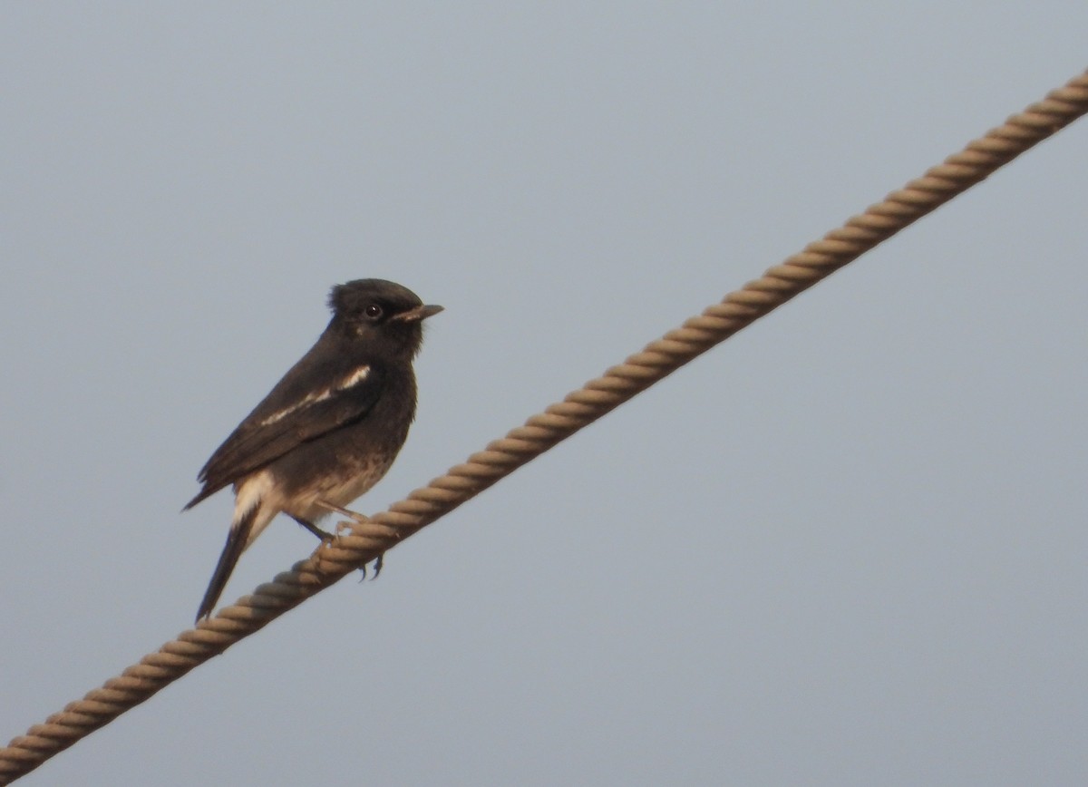 Kara Taşkuşu - ML646624513