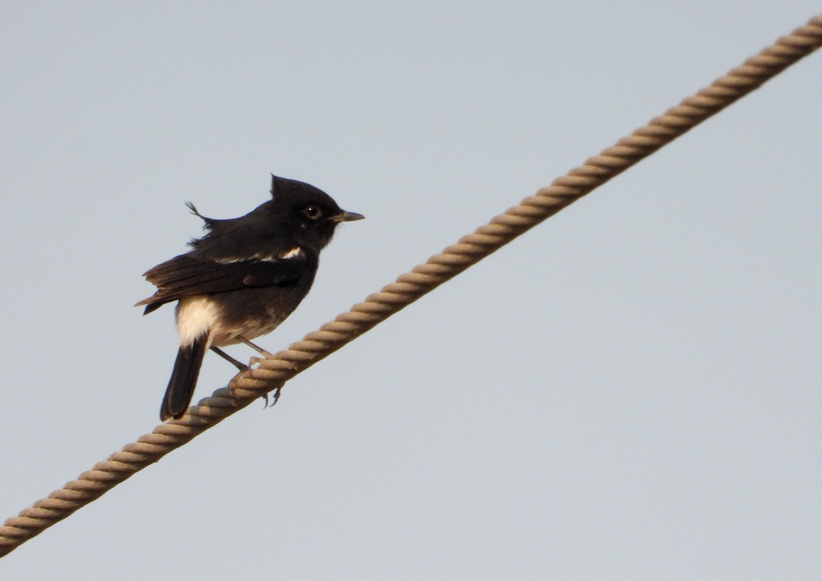 Kara Taşkuşu - ML646624514