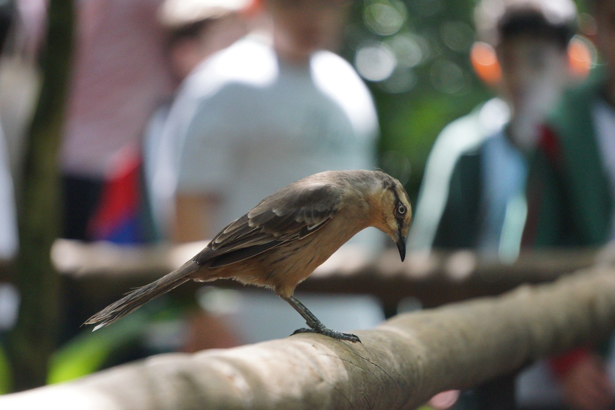 langbrynspottefugl - ML646624515