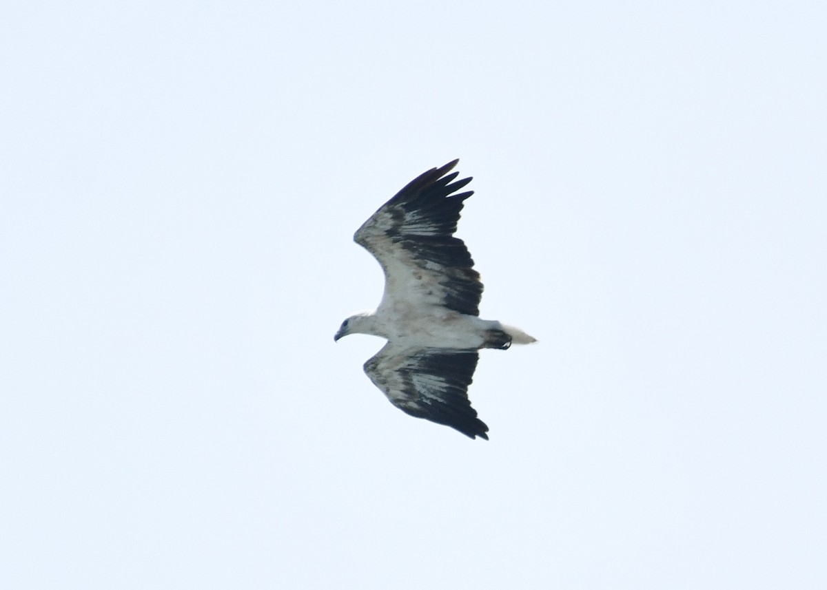 hvitbukhavørn - ML646624516