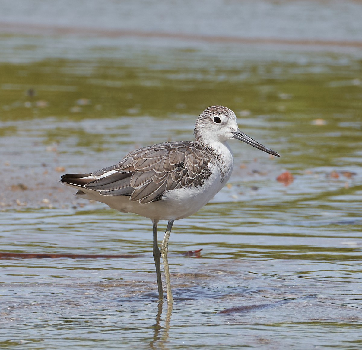 アオアシシギ - ML646624517