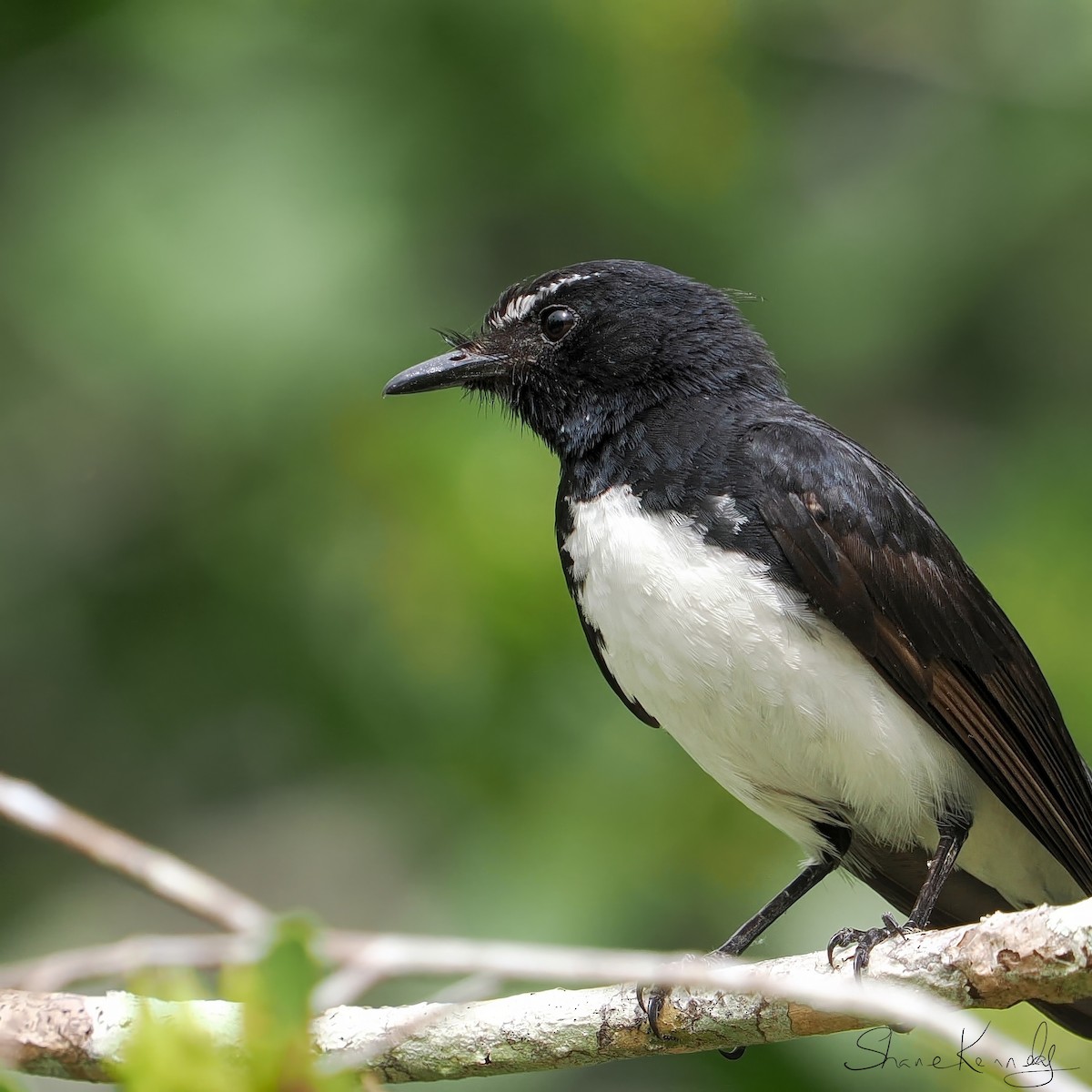 gallaviftestjert - ML646624518