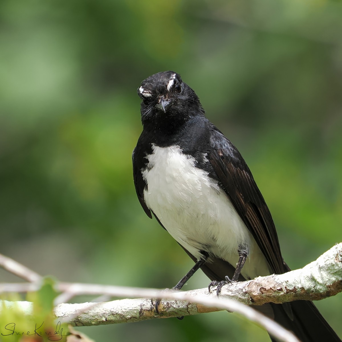 gallaviftestjert - ML646624519