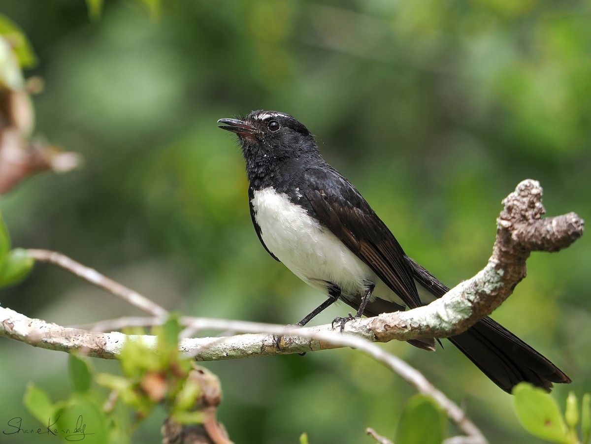 gallaviftestjert - ML646624520