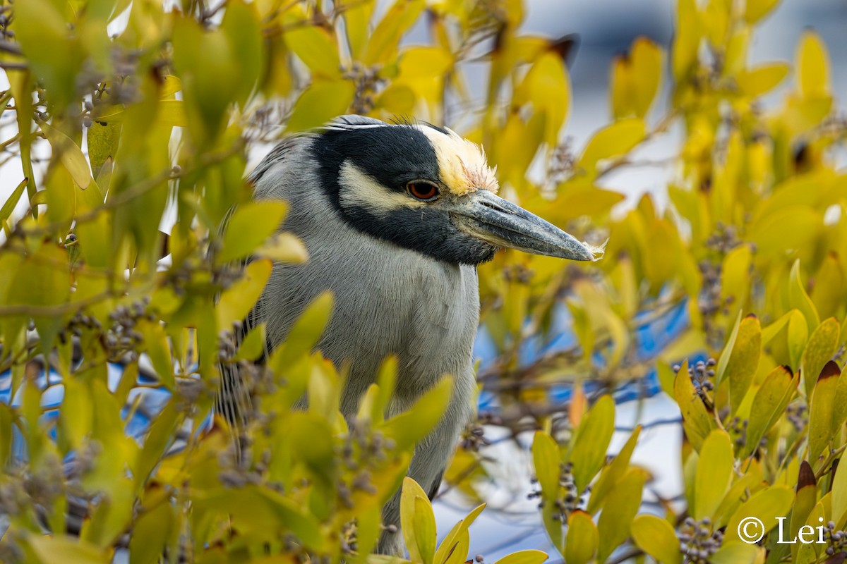 gulkronehegre - ML646624521