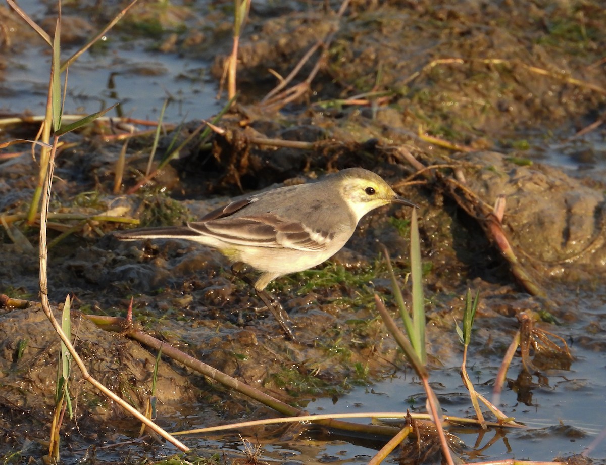 Sarı Başlı Kuyruksallayan - ML646624522