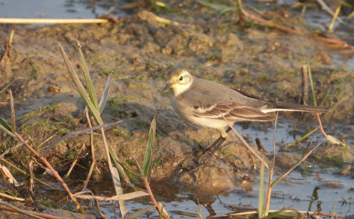 Sarı Başlı Kuyruksallayan - ML646624523