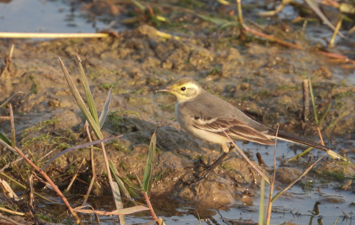 Sarı Başlı Kuyruksallayan - ML646624524