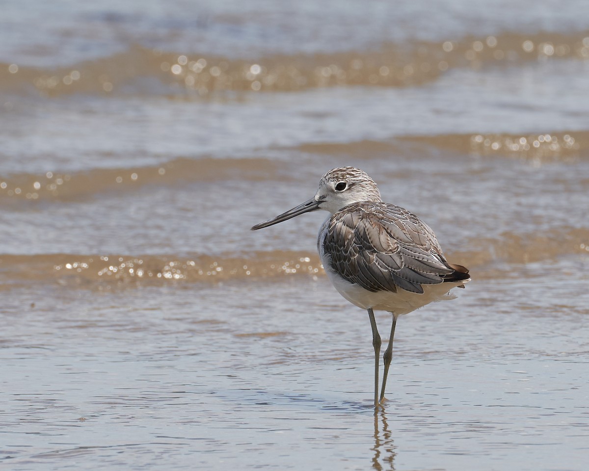 アオアシシギ - ML646624525