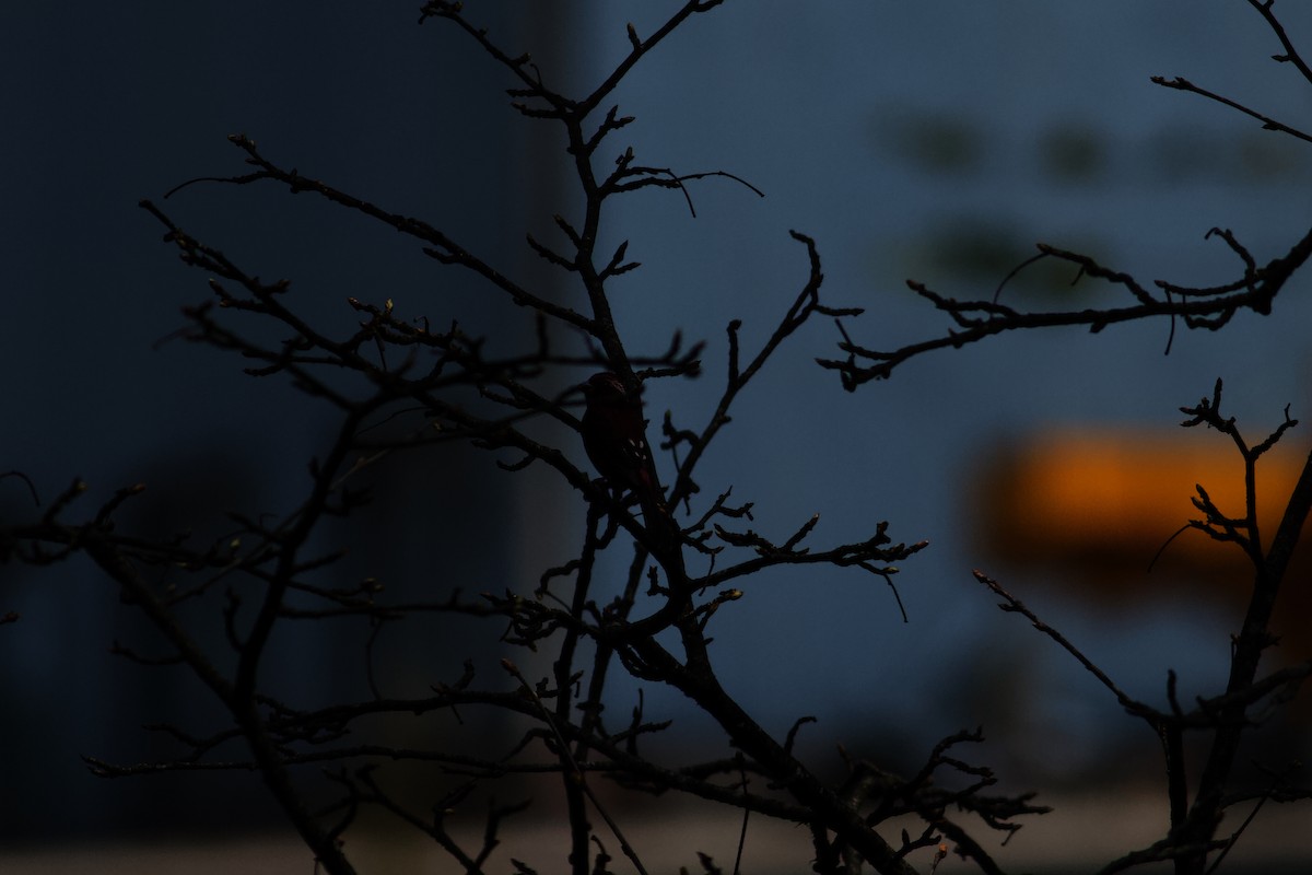 酒紅朱雀 - ML646624526