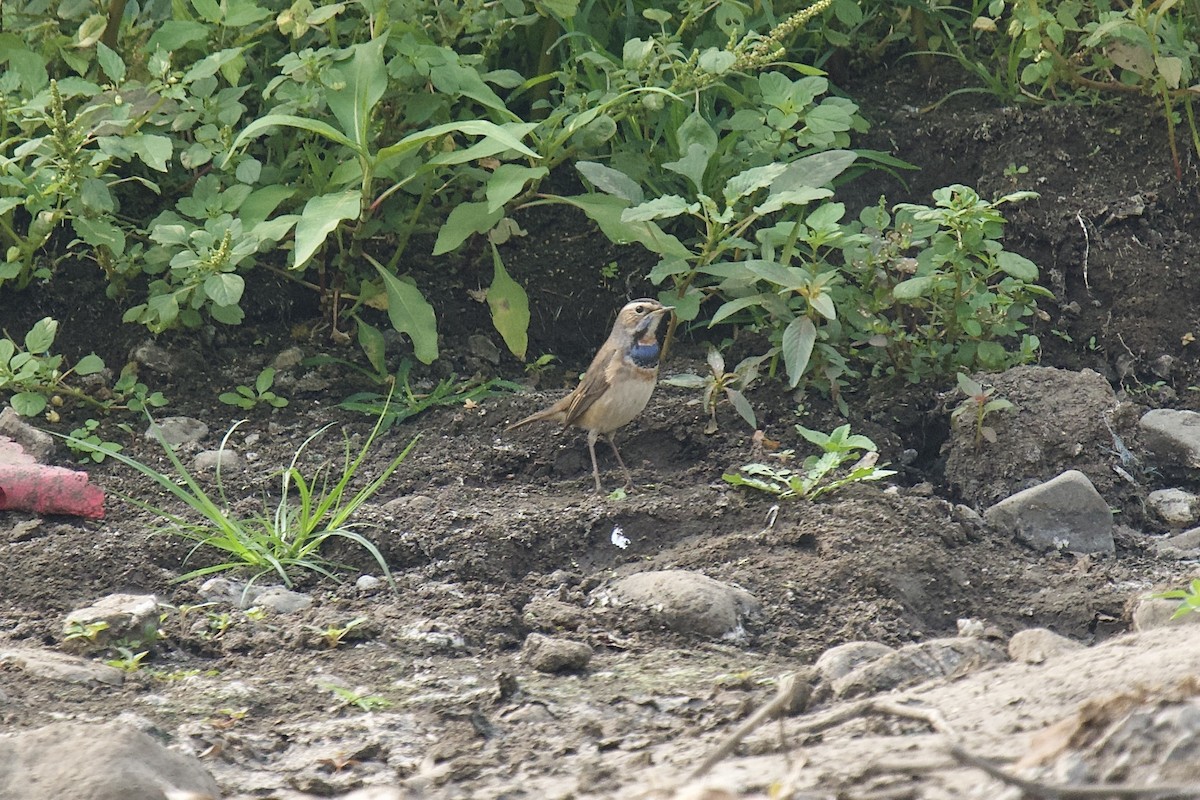 Papourdina - ML646624527