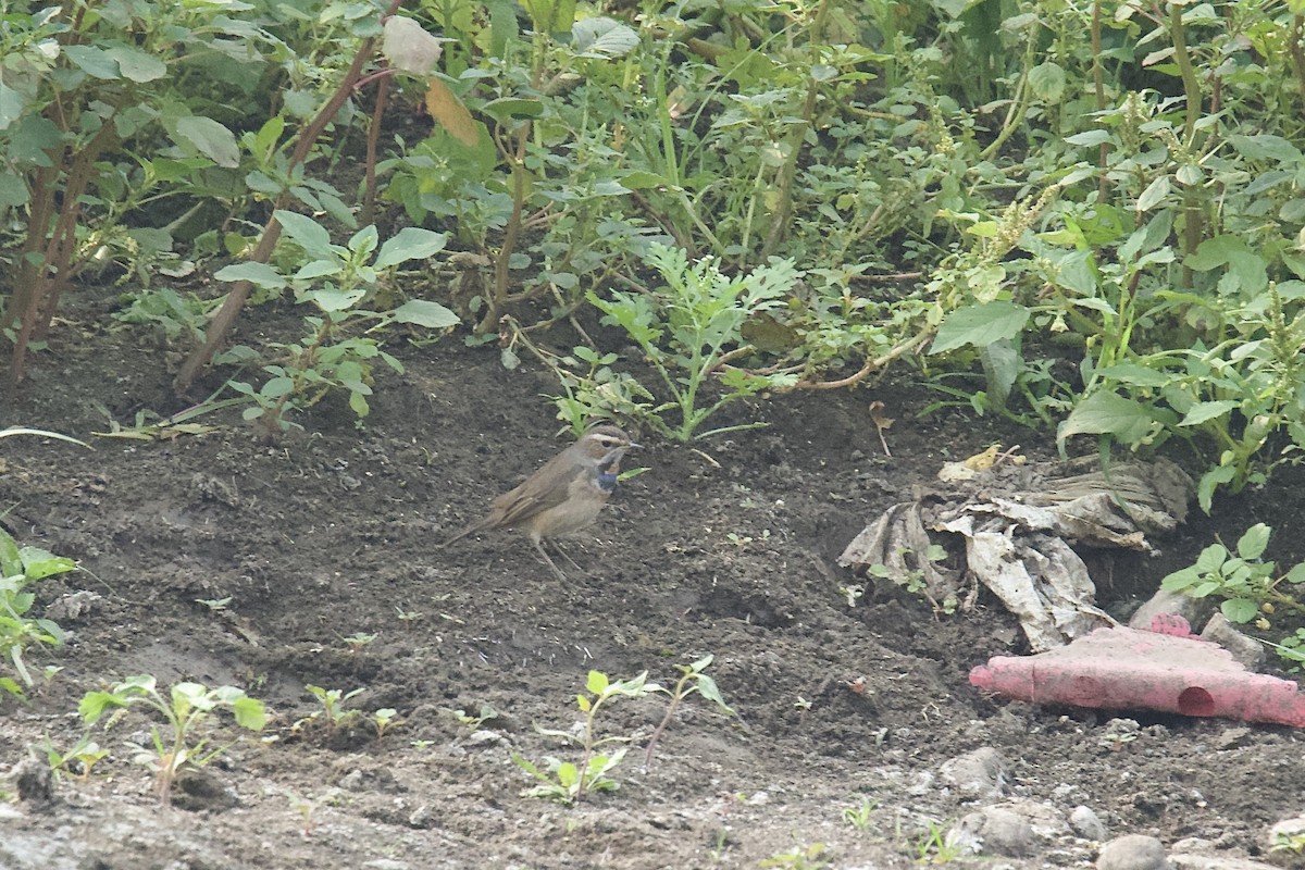 Papourdina - ML646624528