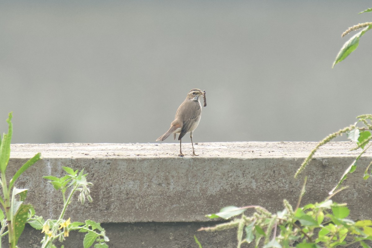 Papourdina - ML646624529