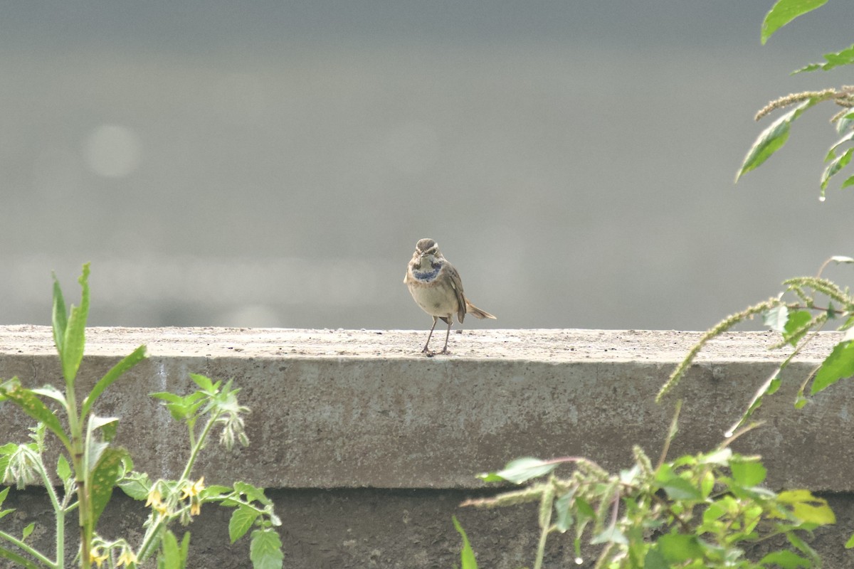 Papourdina - ML646624530