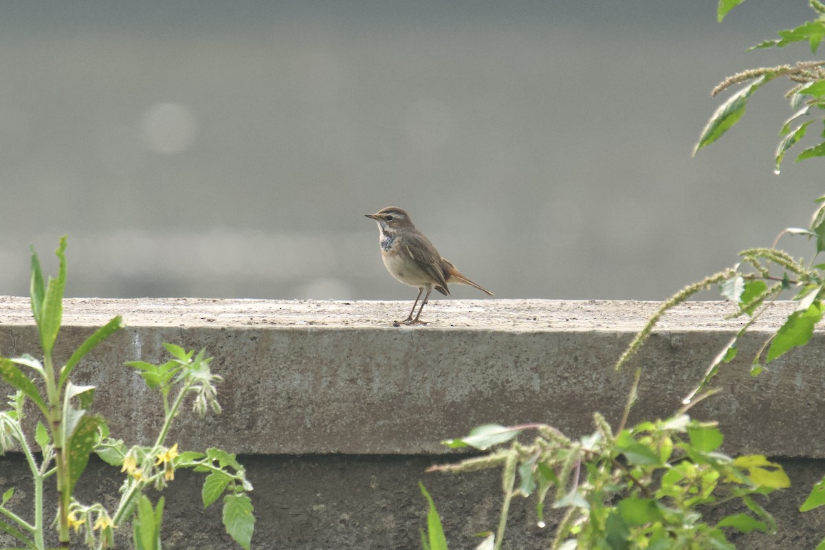 Papourdina - ML646624531