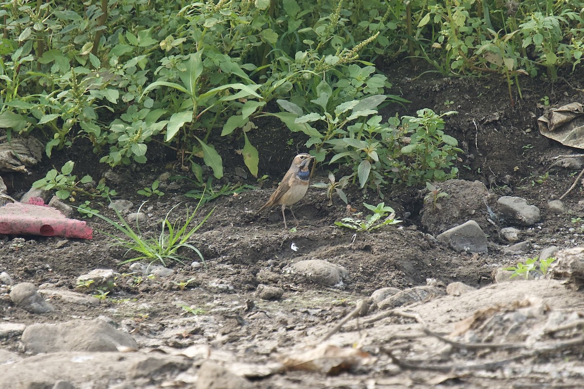 Papourdina - ML646624532