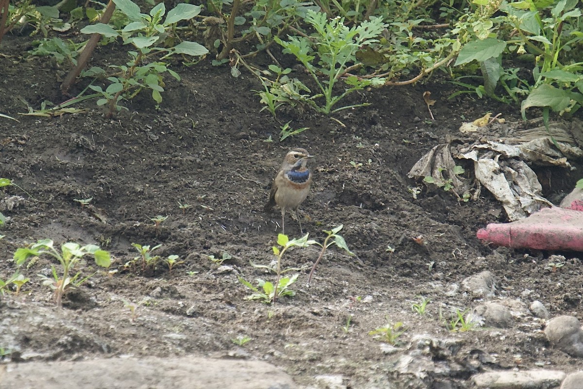 Papourdina - ML646624533