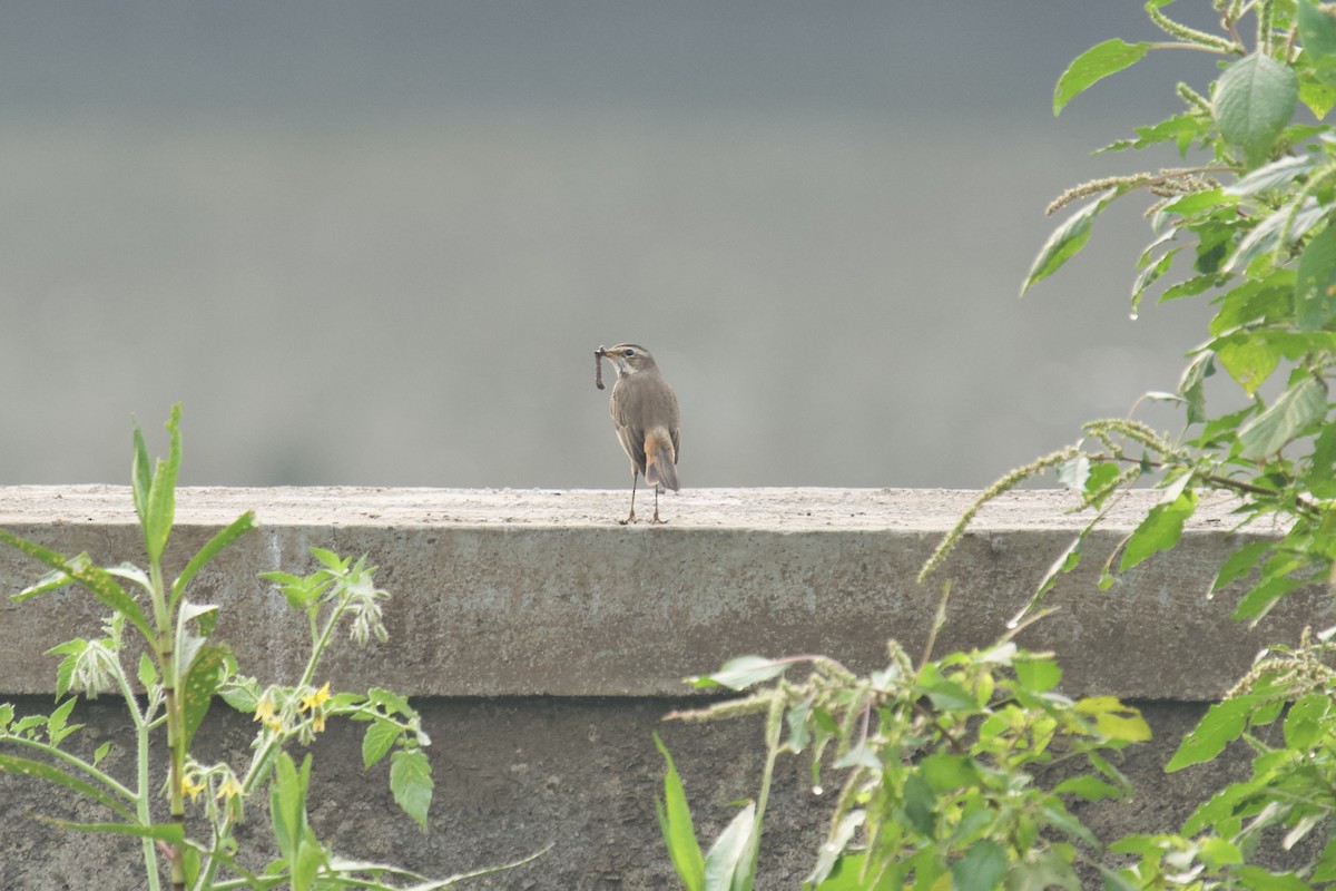 Papourdina - ML646624534