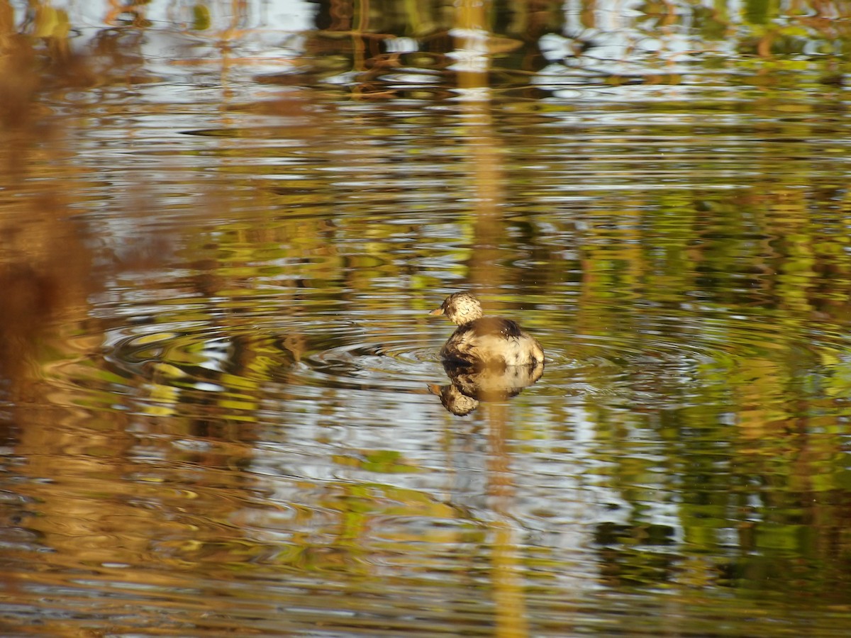 dvergdykker - ML646624535