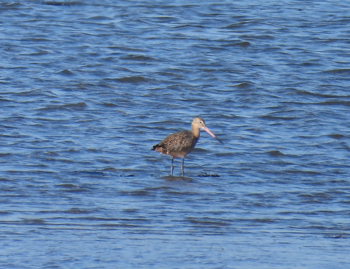 kanelspove - ML646624536