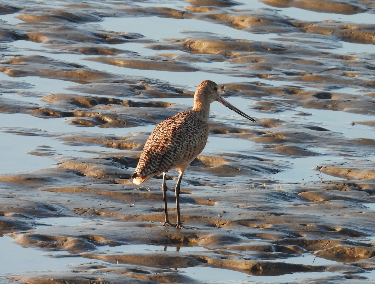 kanelspove - ML646624538