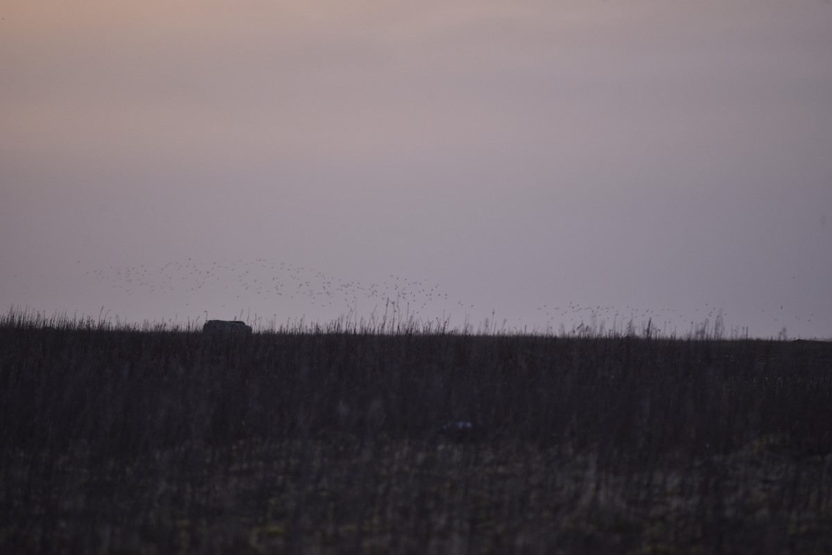 ub. and - ML646624539