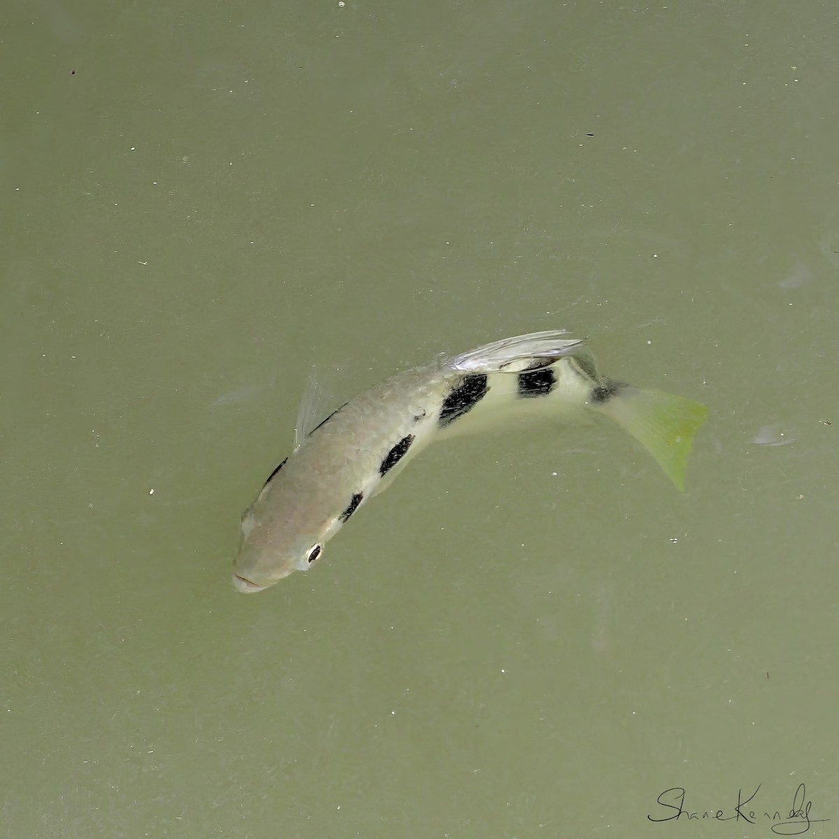 Seven-spot Archerfish - ML646624542