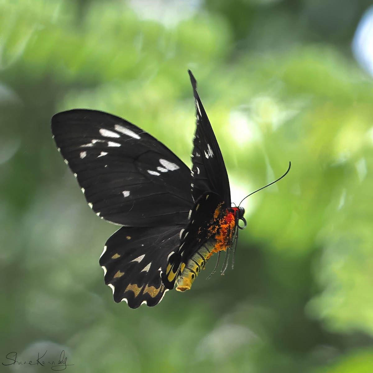 Cairns Birdwing - ML646624543