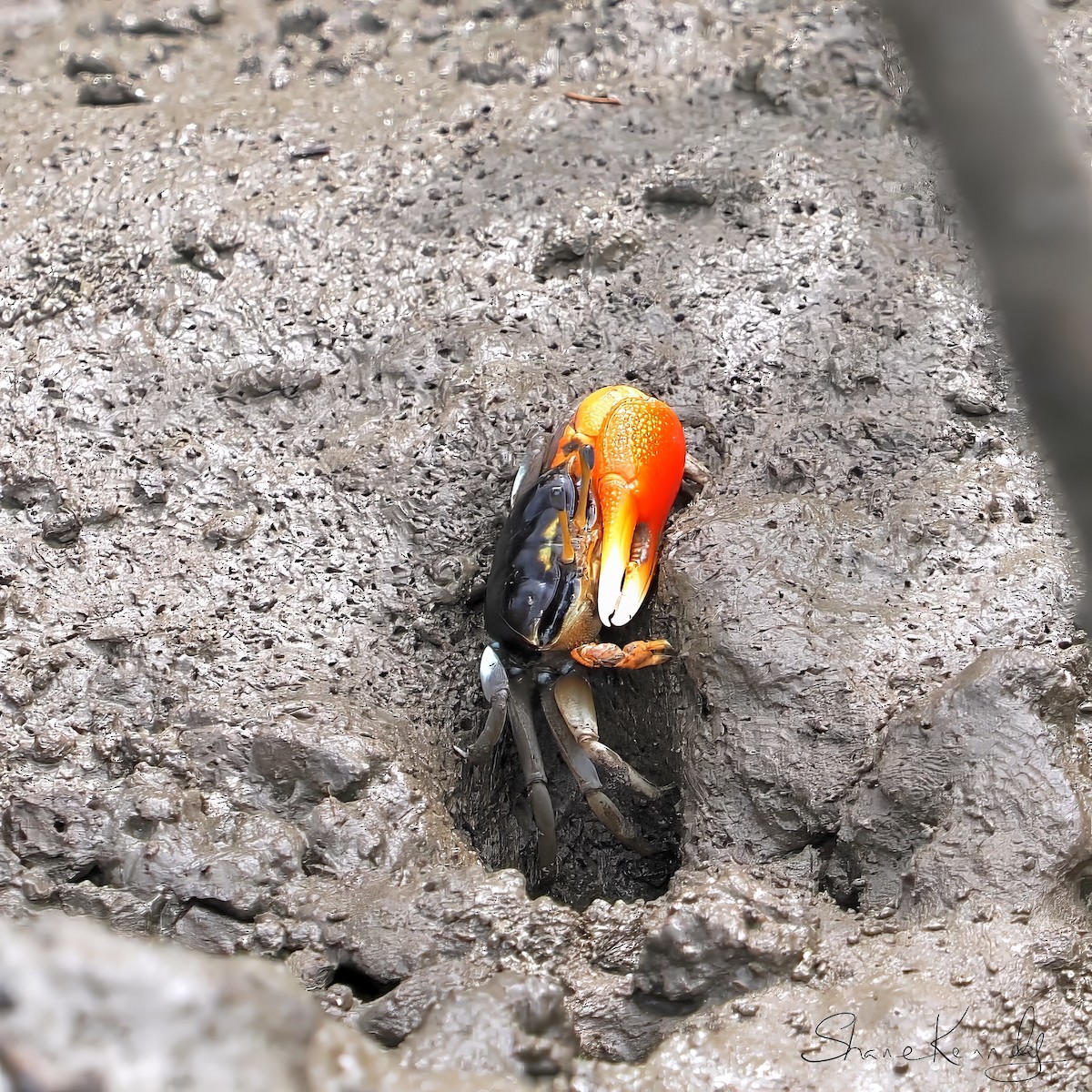 甲殼亞門 - ML646624544