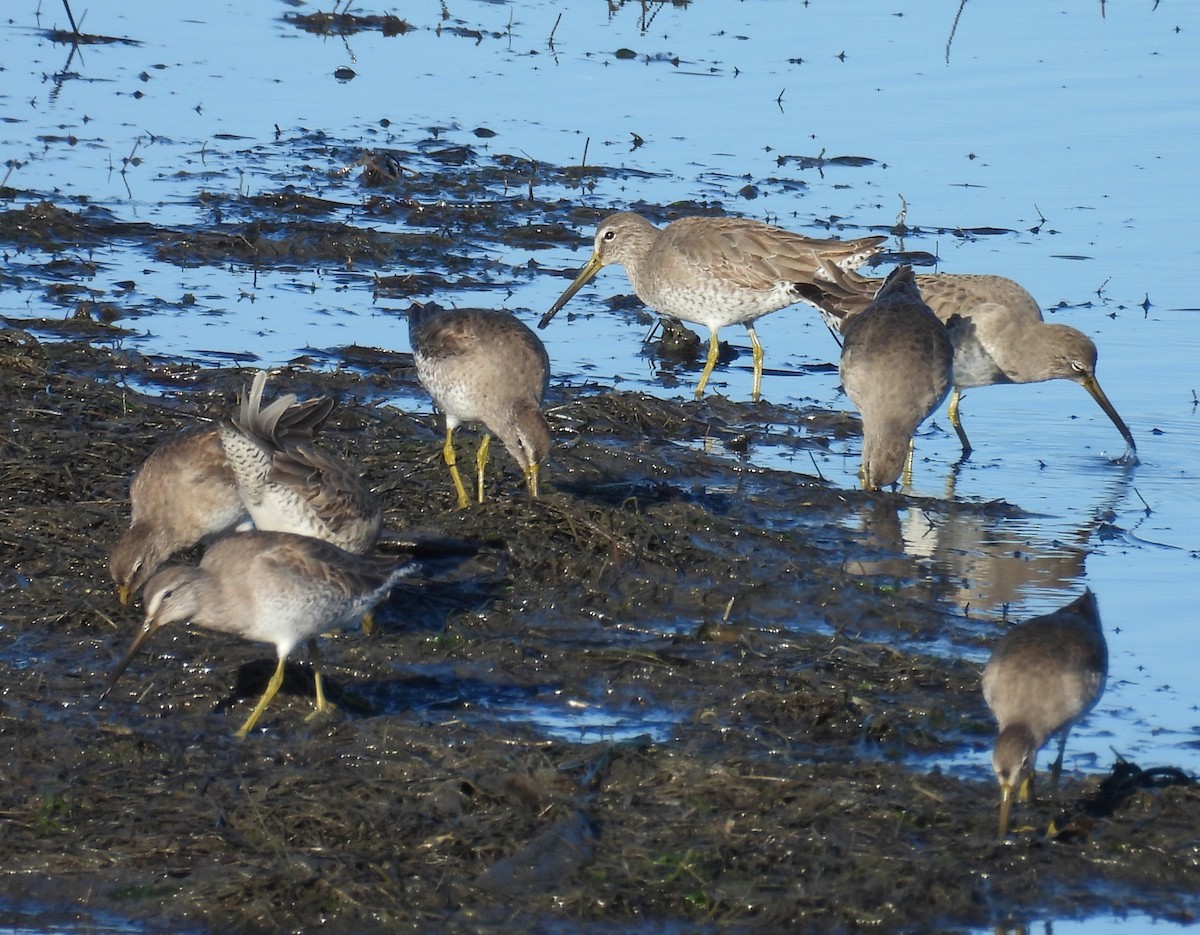 kortnebbekkasinsnipe - ML646624546