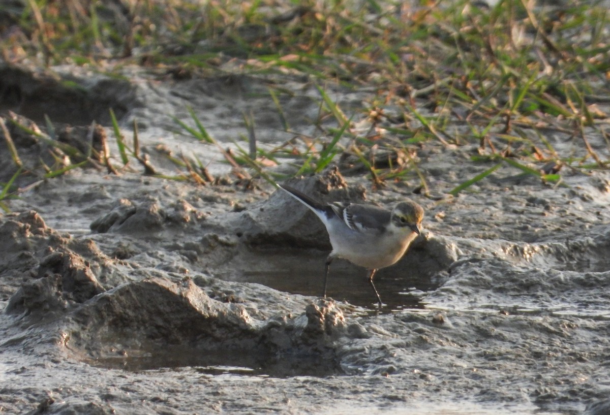 Sarı Başlı Kuyruksallayan - ML646624549