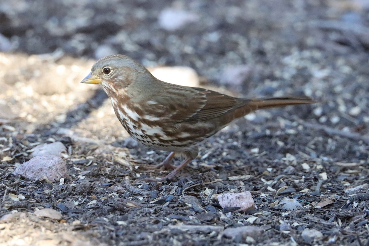 Fox Sparrow - ML646624553