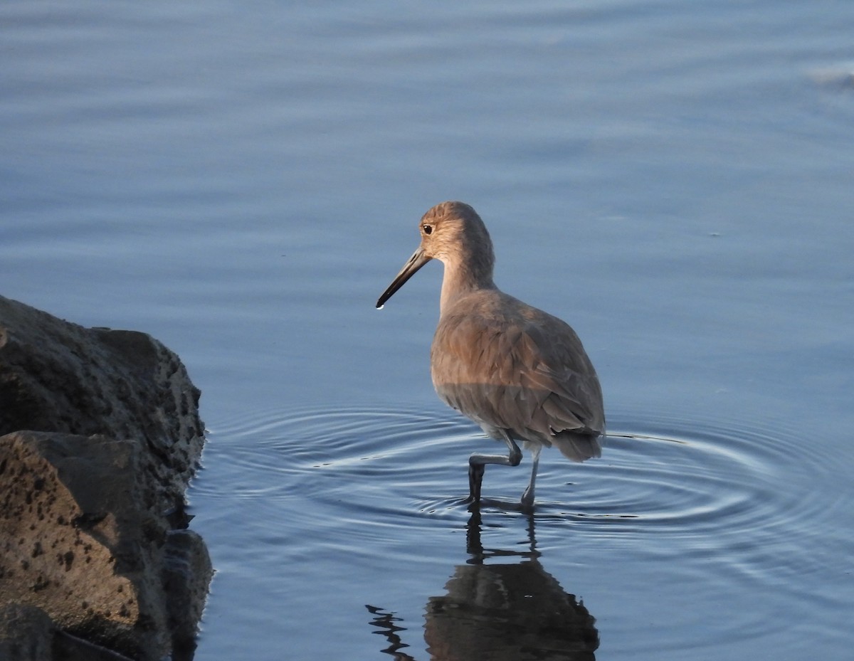 Playero Aliblanco - ML646624554
