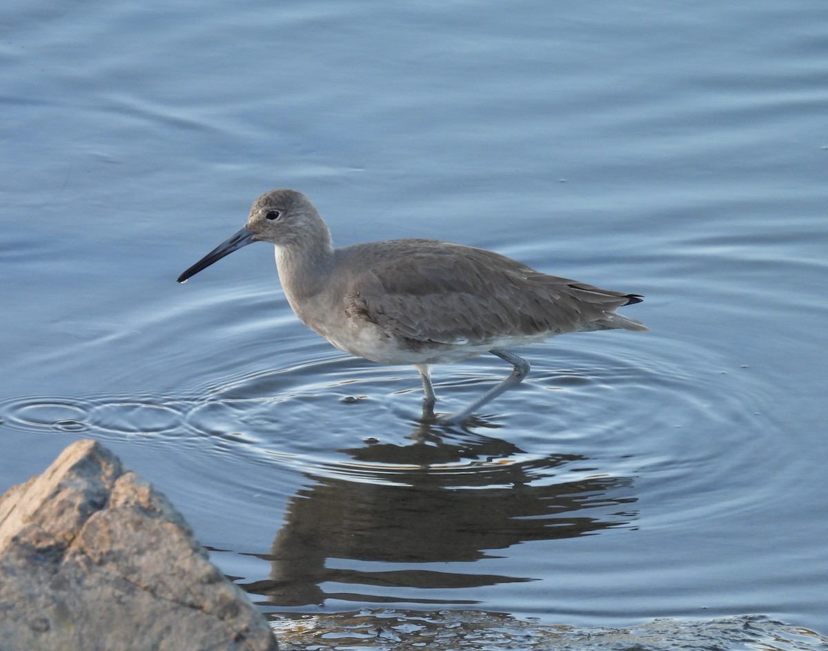 Playero Aliblanco - ML646624555