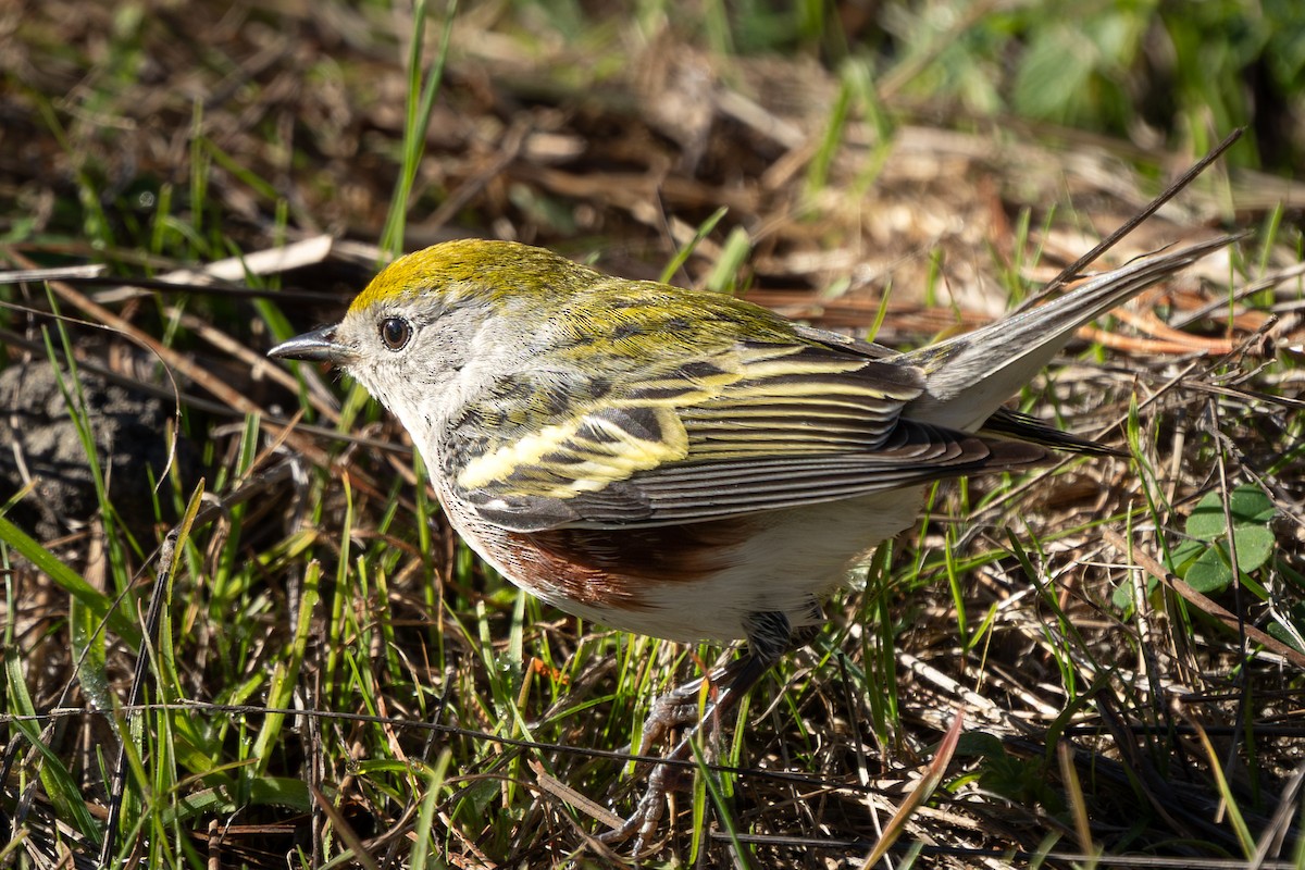 Chestnut-sided Warbler - ML646624561