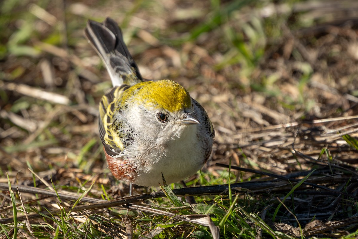 Chestnut-sided Warbler - ML646624562