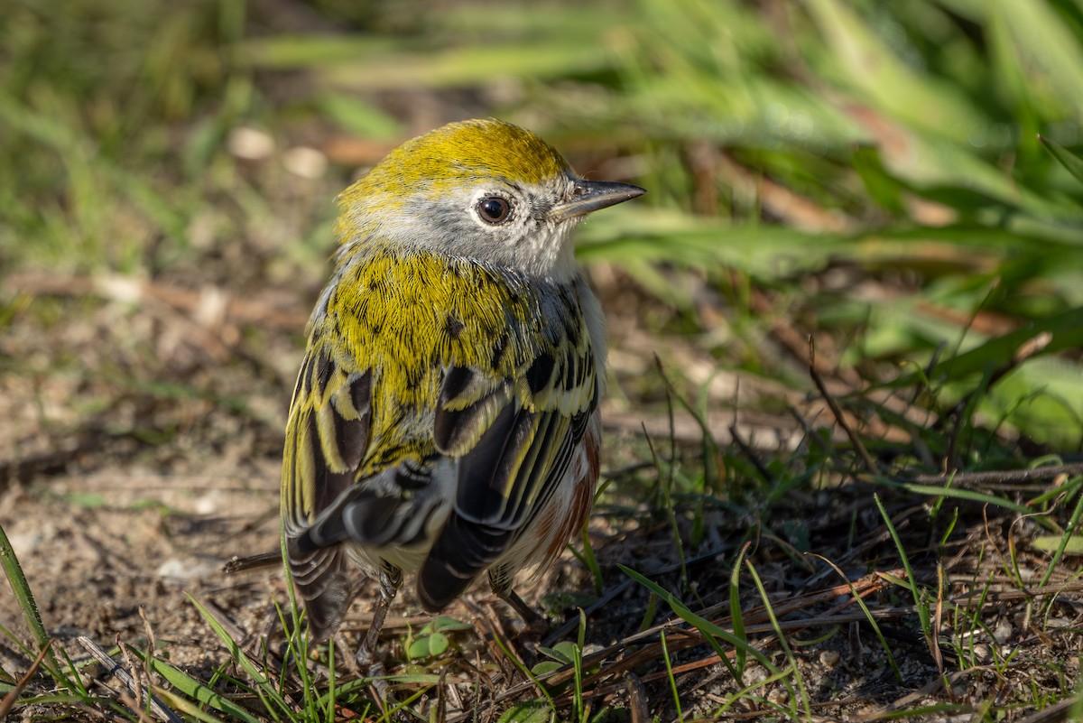 Chestnut-sided Warbler - ML646624563