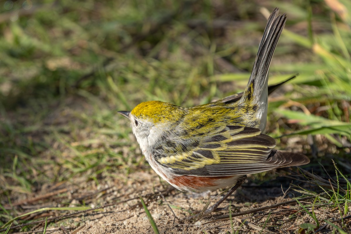 Chestnut-sided Warbler - ML646624564