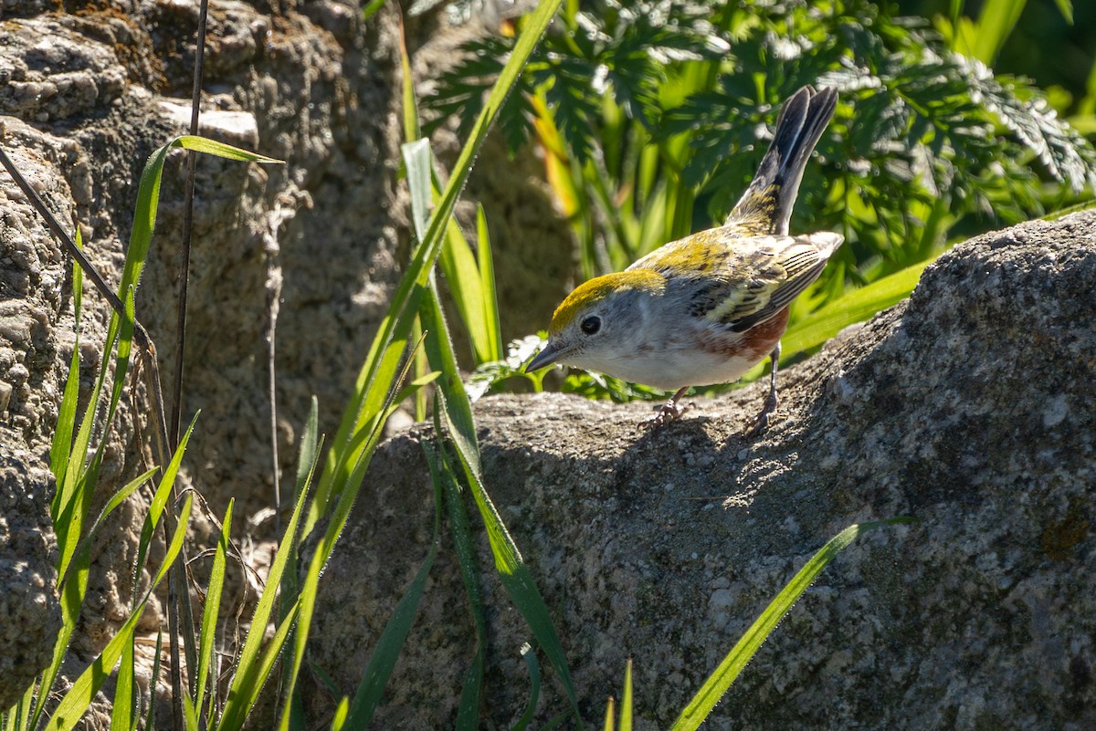 Chestnut-sided Warbler - ML646624565